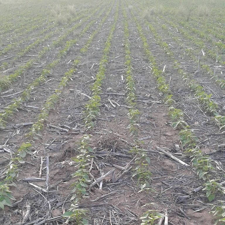 CAMPO PARA EXPLOTACIÓN AGRÍCOLA Y GANADERO — imagen 12