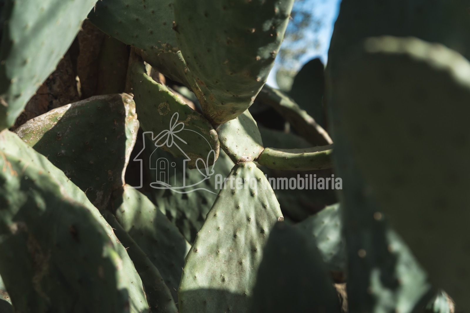 Finca Histórica en Algaida, Mallorca — imagen 4