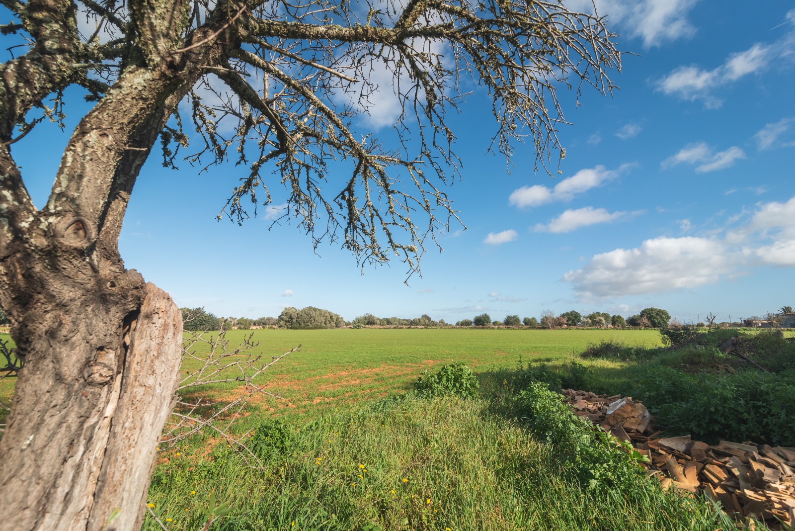 Finca Histórica en Algaida, Mallorca — imagen 19