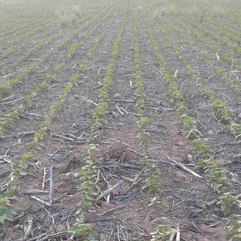 CAMPO PARA EXPLOTACIÓN AGRÍCOLA Y GANADERO — imagen 12
