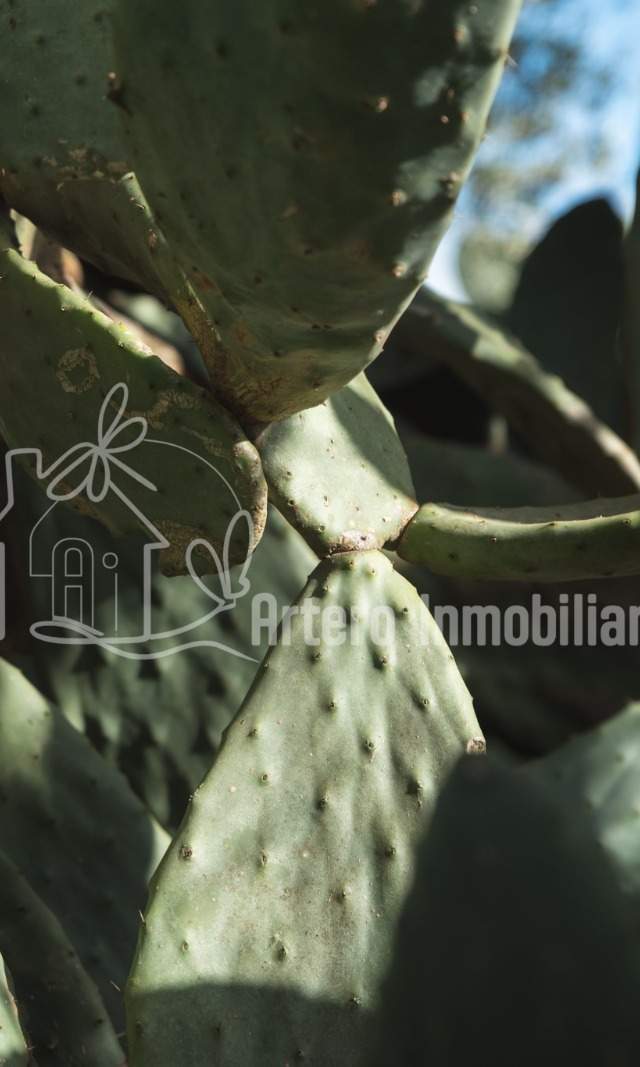 Finca Histórica en Algaida, Mallorca — imagen 4