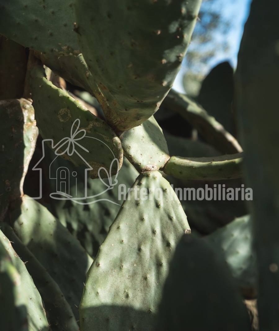 Finca Histórica en Algaida, Mallorca — imagen 4