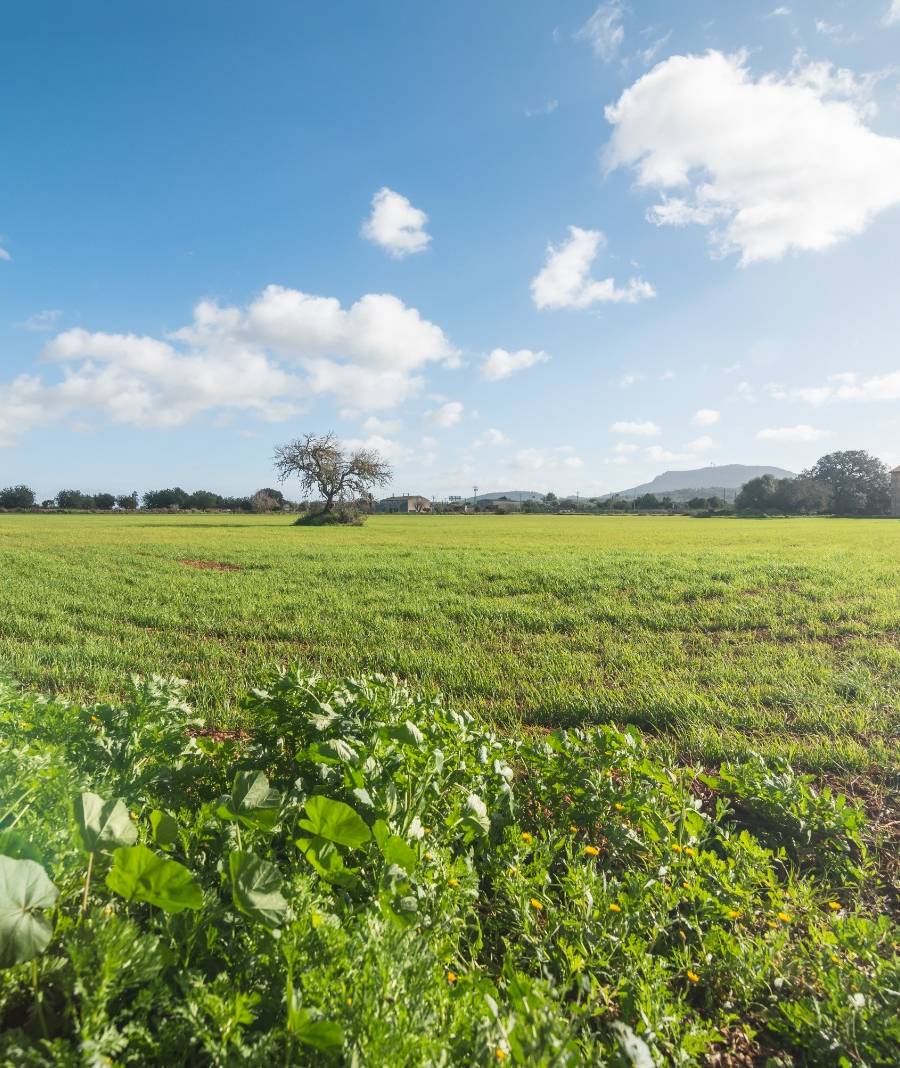 Finca Histórica en Algaida, Mallorca — imagen 7