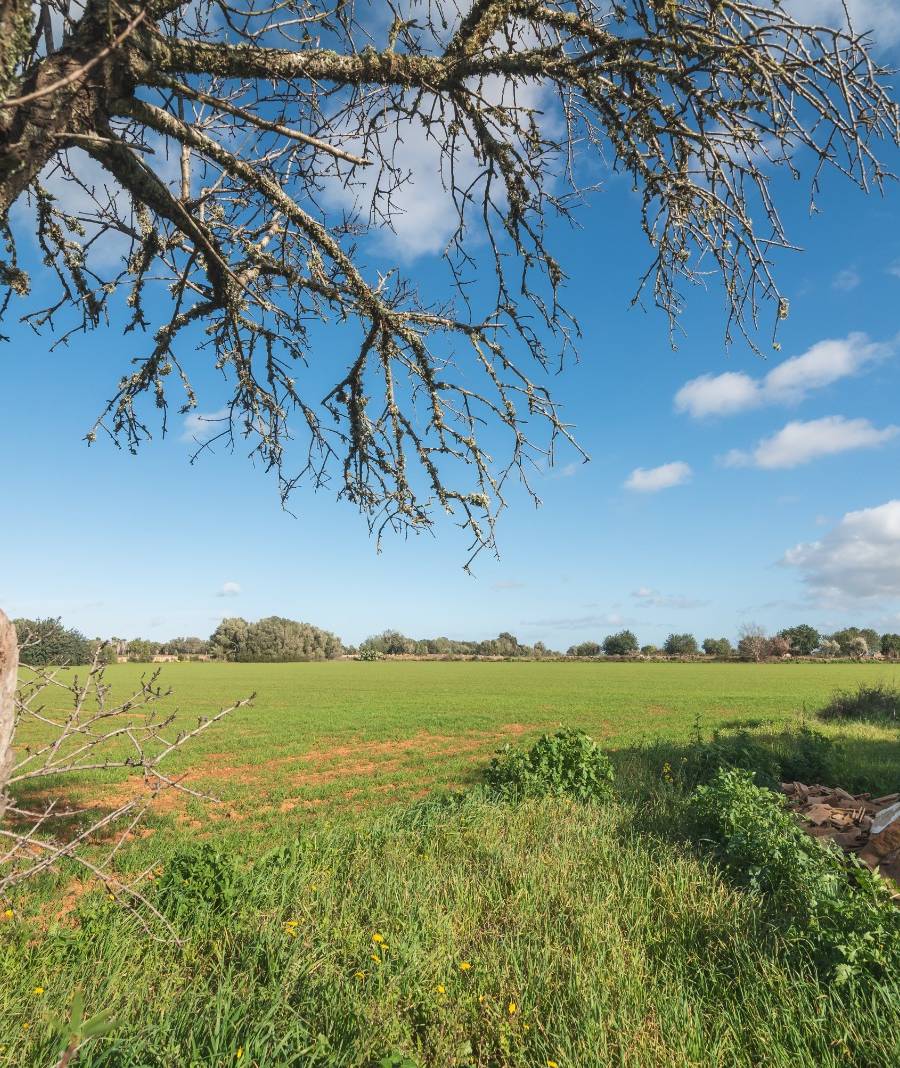 Finca Histórica en Algaida, Mallorca — imagen 19